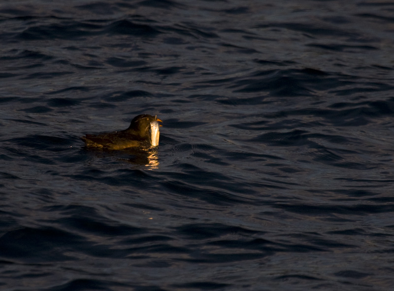 Rhinoceros Auklet With Fish